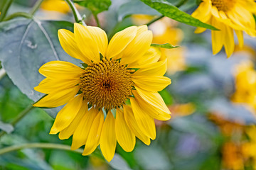 sunflower