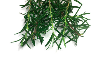 rosemary Leaves  isolated on white background
