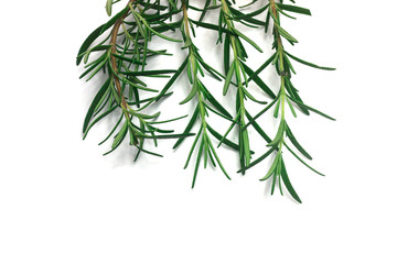 rosemary Leaves  isolated on white background
