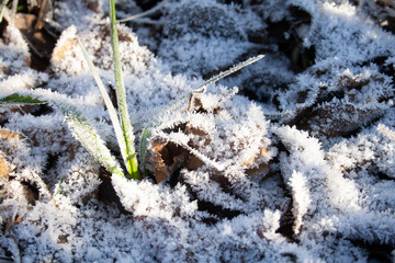 Frozen grass and leaves covered with frost on a cold frosty winter day, cold weather