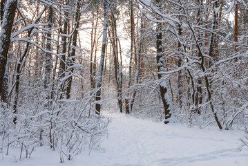 Winter snow forest. Snow lies on the branches of trees. Frosty snowy weather. Beautiful winter forest landscape.