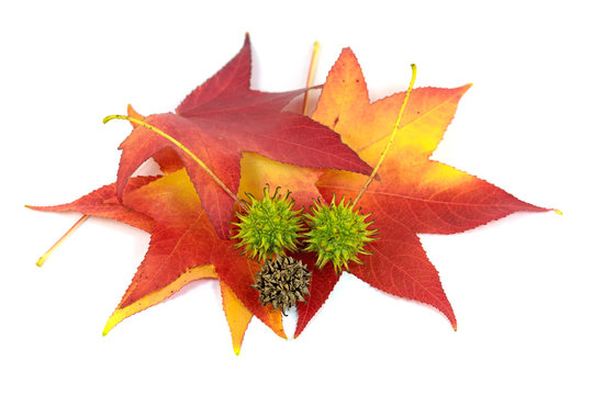 Bl&auml;tter und Fr&uuml;chte vom Amerikanischen Amberbaum