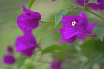 Plakat violet bougainvillea