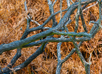 Dead Black Gorse with Fern