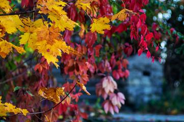 Autumn leaves on a tree of bright colors.