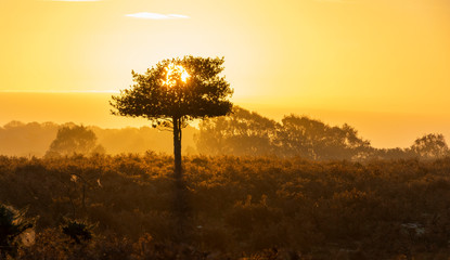 Fototapeta premium New Forest Sunrise Tree