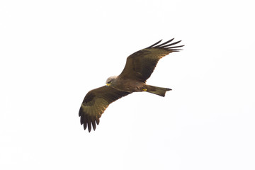 portrait isolated black kite bird (milvus migrans) in flight, spread wings