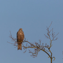 black kite (milvus migrans) sitting on branch, blue sky