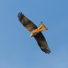 close view natural black kite (milvus migrans) in flight