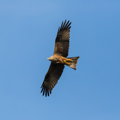 close view black kite (milvus migrans) in flight, spread wings