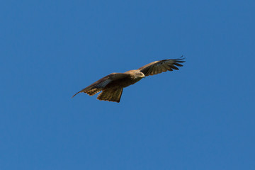 front view black kite (milvus migrans) flying in blue sky