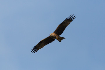 portrait black kite (milvus migrans) in flight