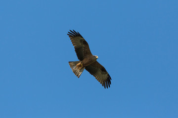 Fototapeta premium black kite bird (milvus migrans) in flight