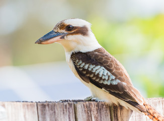Australia