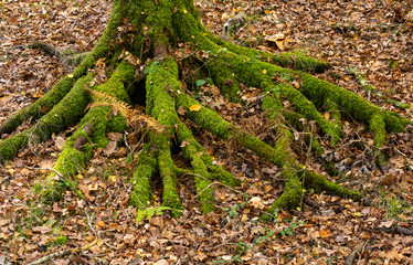 Roots of Autumn Tree in New Forest