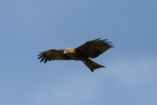 black kite (milvus migrans) flying, blue sky, open wings