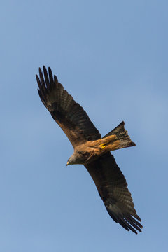 natural black kite (milvus migrans) in flight, blue sky