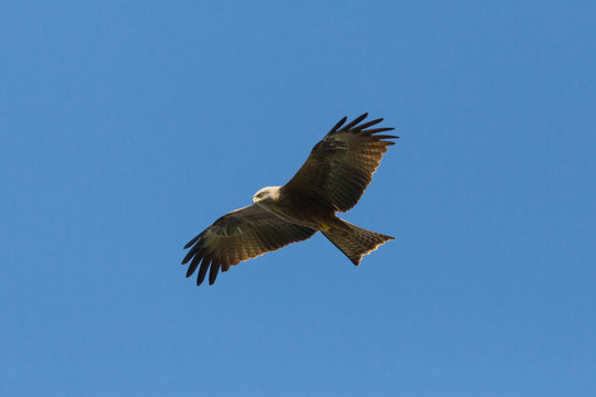 black kite (milvus migrans) bird of prey in flight, blue sky