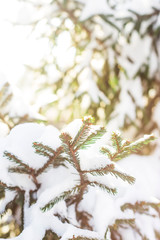 Green branches of a Christmas tree covered with white snow in the sunlight. Natural winter background