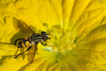 hoverfly or flower fly sucking nectar from yellow flower