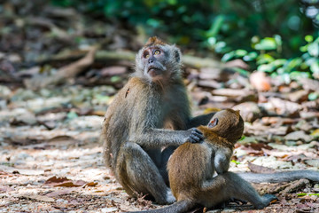 Long-tailed Macaque_Macaca fascicularis