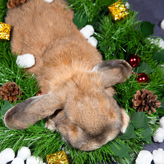 Home decorative rabbit on a decorated background in the New Year's style with artificial snow....