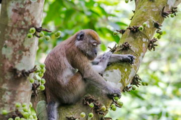 Long-tailed Macaque_Macaca fascicularis
