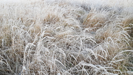 Grass with white frost in first morning light