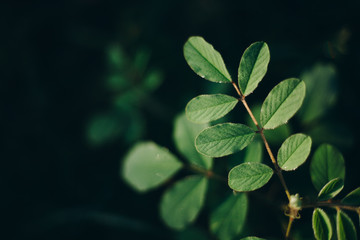 Leaf green background