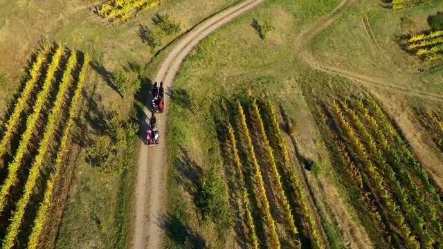 Aerial 4k drone movie of old horse driven cart, carriage transporting tourists in a vineyard