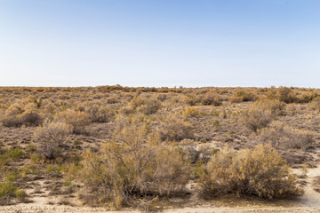 Haloxylon - Saxaul trees and bushes in a kazakh desert.