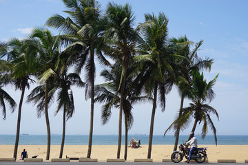 Fototapeta na wymiar Palm trees at the seaside of Lome in Togo
