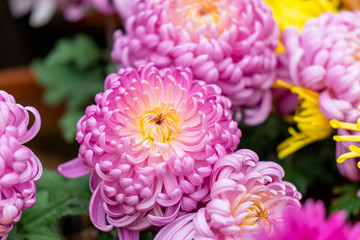 chrysanthemum