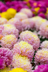 chrysanthemum