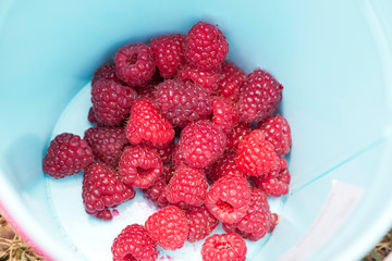 Raspberries at the bottom of the bucket