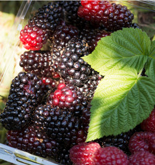 Blackberries in plastic container