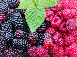 Raspberries and blackberries