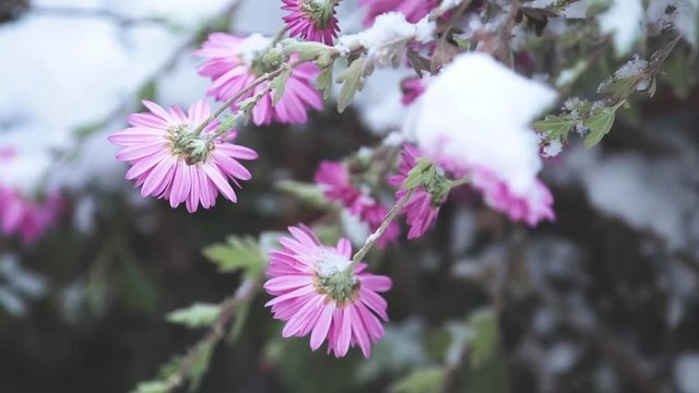 Snow-covered lilac chrysanthemums in the garden, selective focus, light breeze, Winter day in the garden, shallow depth of the field, 59.94 fps.