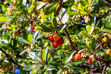 Red fruits of Arbutus unedo. Strawberry tree flowers and fruit. Native to the Mediterranean region...