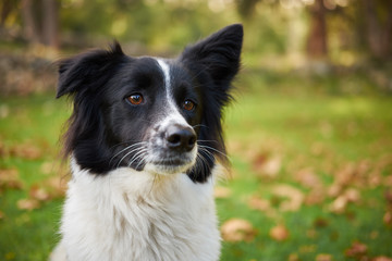 Young border collie dog close up, blurred garden background.