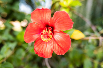 Red And Yellow Hibiscus Flower