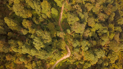 Path way in the forest,aerial view from the drone