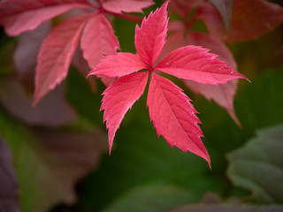 Isolated red leaf of Virginia creeper