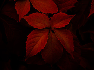 Virginia creeper leaves with shades of red color