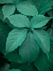 Virginia creeper leaves with shades of bright green color