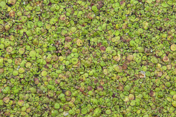 Lemna duckweed on water surface