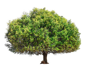 Argan tree isolated