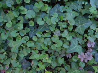 Leaves of ivy, dichondra and pink clover mixed in the meadow