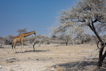 a big giraffe in etosha national park namibia