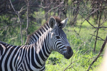 Zebra Smile